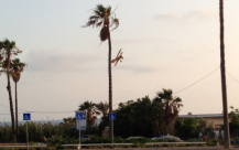 بالفيديو: طيار يُحلق على علو منخفض يثير قلق النزلاء والمارة في متنزه العجمي بيافا